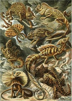 "Lacertilia", from Ernst Haeckel's Artforms of Nature, 1904