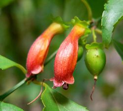 Halleria lucida 3.jpg