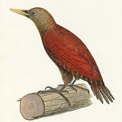 Blythipicus rubiginosus 2.jpg