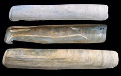 Solen marginatus2.jpg