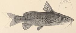 Synodontis victoriae.jpg