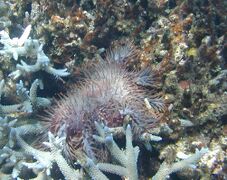 Crown-of-thorns starfish