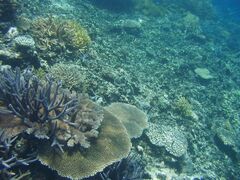 Coral reef