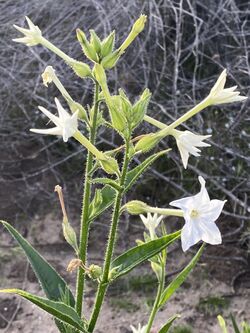Nicotiana quadrivalvis 69508036.jpg
