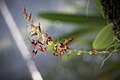 Bulbophyllum barbigerum Lindl., Edwards's Bot. Reg. 23- t. 1942 (1837) (31472553522).jpg