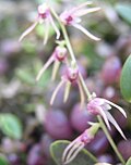 Fleur Bulbophyllum coriscense Rchb.f.jpg