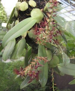 Bulbophyllum barbigerum 01.jpg