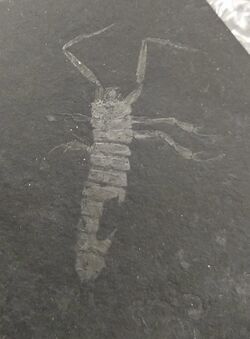 Larva of Coptoclava.jpg