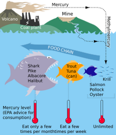 Mercury cycle