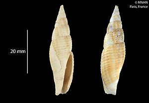 Calcimitra meyeriana (MNHN-IM-2012-18277).jpeg