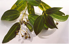 Cinnamon foliage and flowers