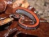 Plethodon cinereus.jpg