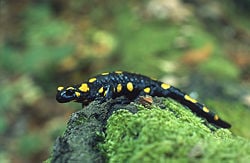 Salamandra salamandra