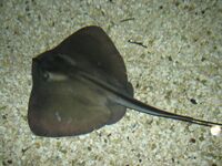 Common stingray tynemouth.jpg