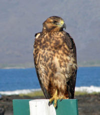 Galapagos hawk.jpg