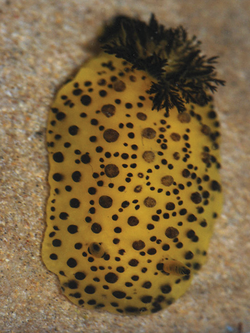 Doris ananas (10.11646-zootaxa.4359.1.1) Figure 3 (cropped).png