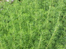 Artemisia dracunculus