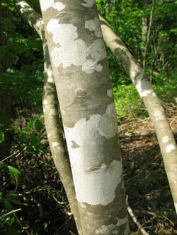 Fraxinus sieboldiana 2.JPG