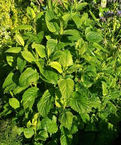 Lemon balm plant.jpg