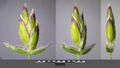 Poa pratensis sl19.jpg