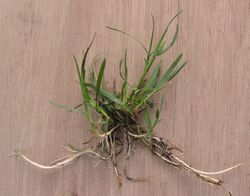 Veldbeemdgras Poa pratensis.jpg