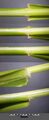 Poa pratensis sl12.jpg