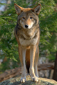 Red wolf.jpg