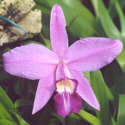 Laelia sincorana.jpg