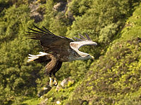 White-tailed eagle.jpg