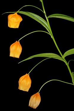 Sandersonia aurantiaca 1DS-II 2-5444.jpg