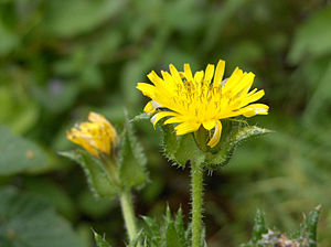 Picris echioides inflorescence.jpg