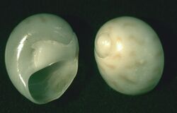 Tasmatica schoutanica 001.jpg