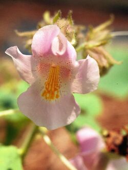 Proboscidea louisianica 5.jpg