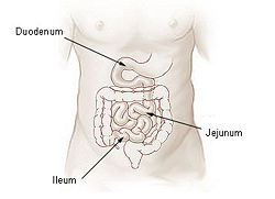 Illu small intestine.jpg