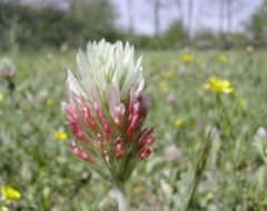 clover inflorescence