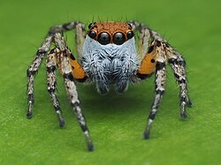 Male Tarkas maculatipes 02.jpg