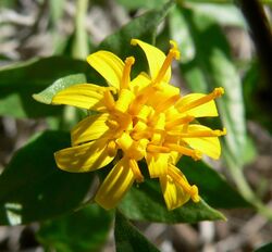Trixis californica flower 2.jpg