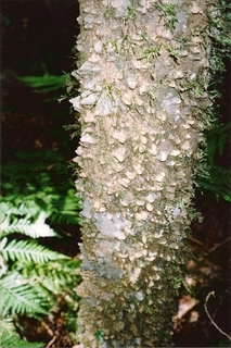 Zanthoxylum brachyacanthum Tooloom NP April 1998.jpg