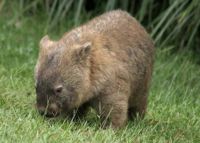 Wombat-pic.jpg