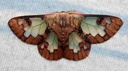 Carriola ecnomoda, male (Lymantriidae).jpg