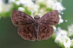 Obscure sooty wing (Bolla brennus).jpg