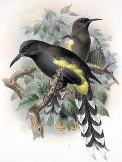 Moho apicalis-Keulemans.jpg