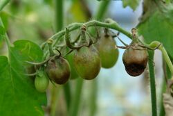Infected unripe tomatoes