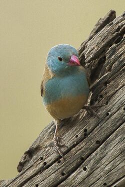 Blue-capped Cordonbleu - Ndutu - Tanzania 0184 (22595084119).jpg