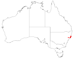 AllocasuarinadefungensDistributionMap11.png