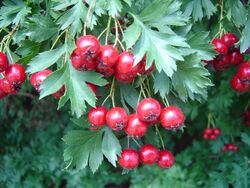 Crataegus-ambigua-2.jpg