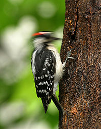 Woodpecker.jpg