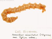 A translucent, sculptured shell conceals a small animal. Some of its appendages extend beyond the shell.