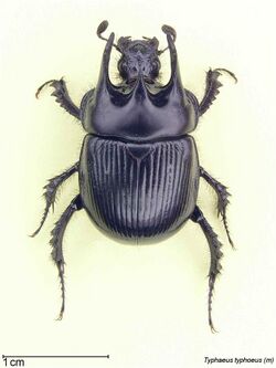 Typhaeus typhoeus male.jpg
