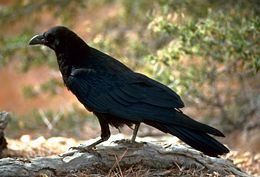 Common Raven (Corvus corax)